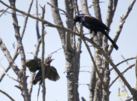Common Grackles 3570